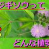 オジギソウの生態を解説！花言葉や毒性・葉が閉じる仕組みなど詳しく紹介！